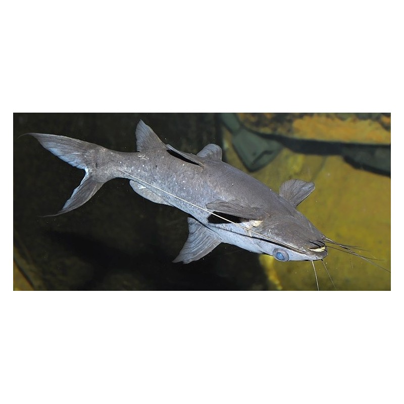 Mystus leucophasis