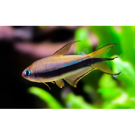 TETRA EMPERADOR – 2-2,5cm