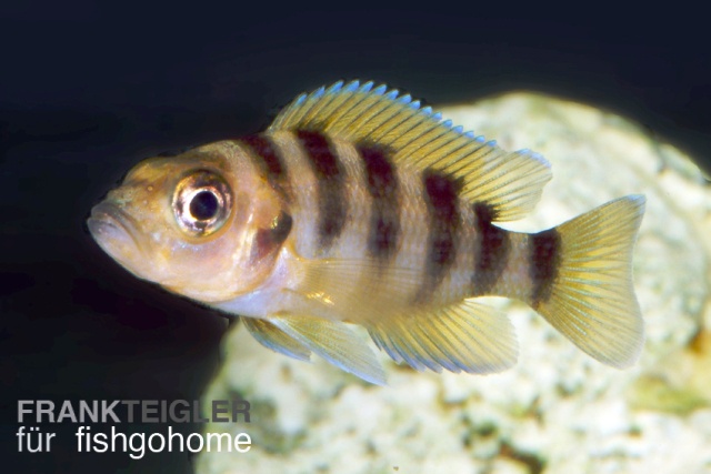 Lamprologus sexfasciatus