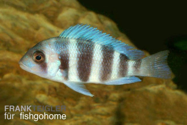 Lamprologus tretocephalus