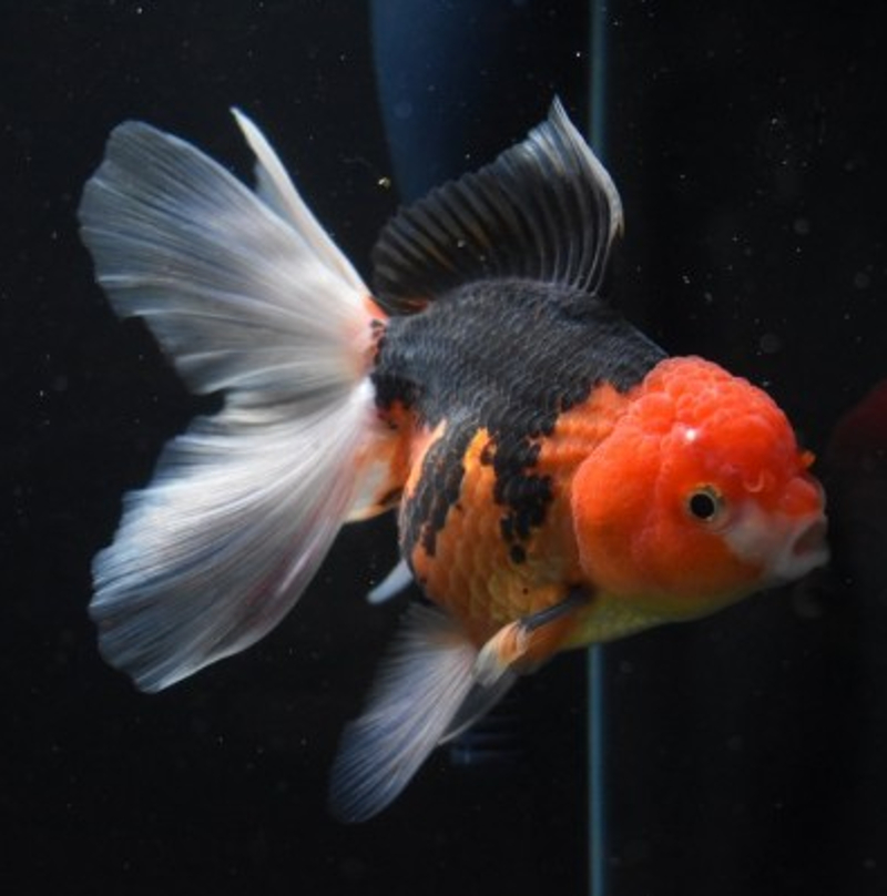 ORANDA SURTIDO TRES COLAS – 3,5-4cm