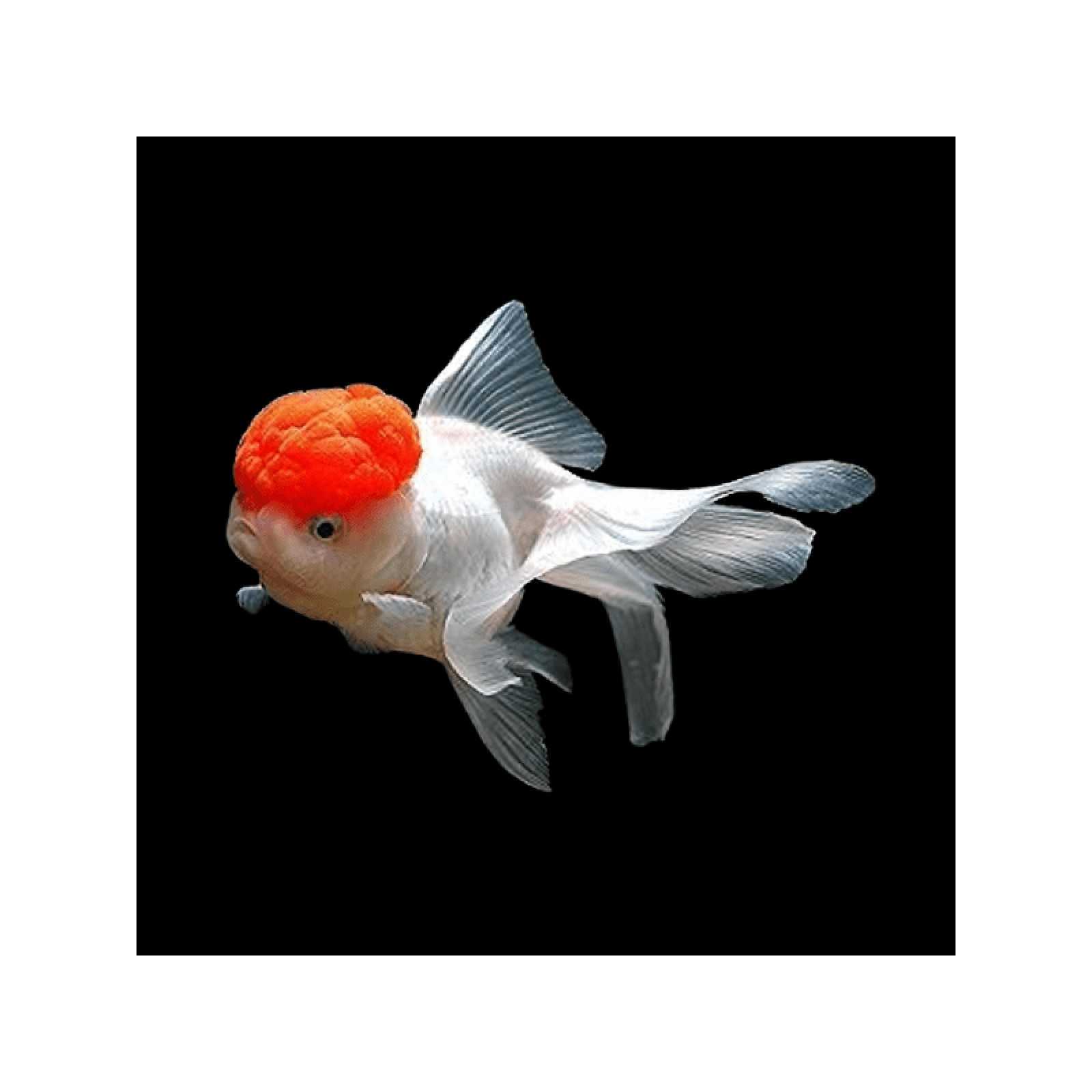 ORANDA SURTIDO COLA SIMPLE – 3,5-4cm