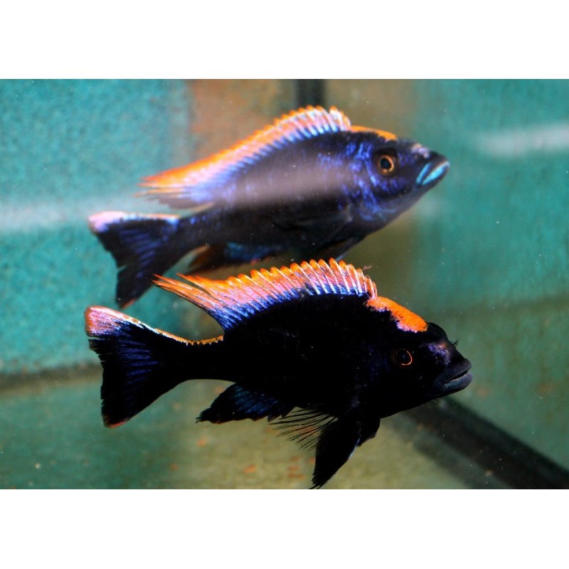 Otopharynx lithobates black orange