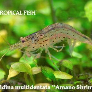CARIDINA JAPONICA YELLOW