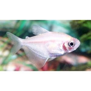 TETRA MONJITA