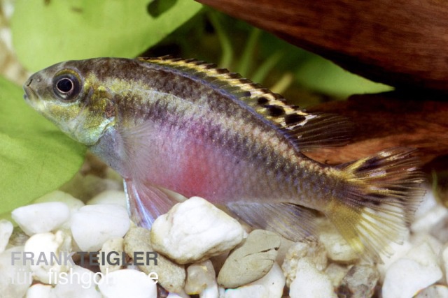 Pelvicachromis pulcher