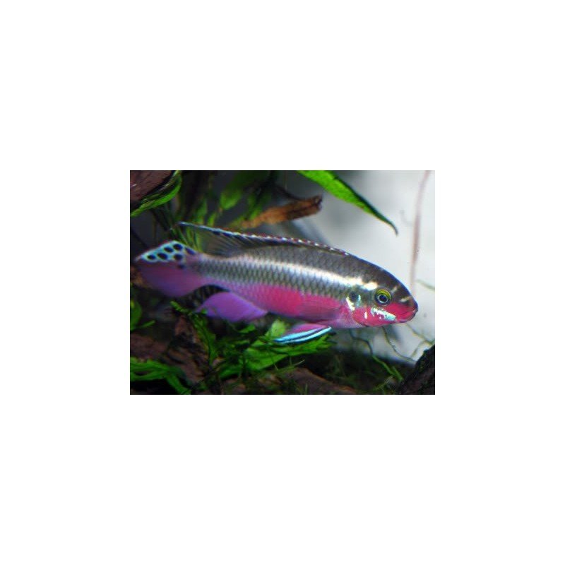 CÍCLIDO KRIBENSIS SUPER RED – 3-4cm