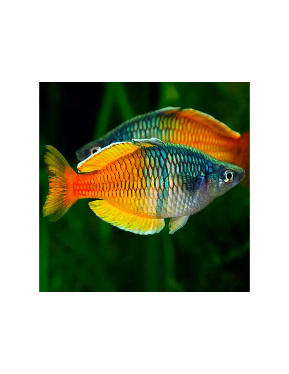 PEZ ARCOIRIS BICOLOR – 3-4cm