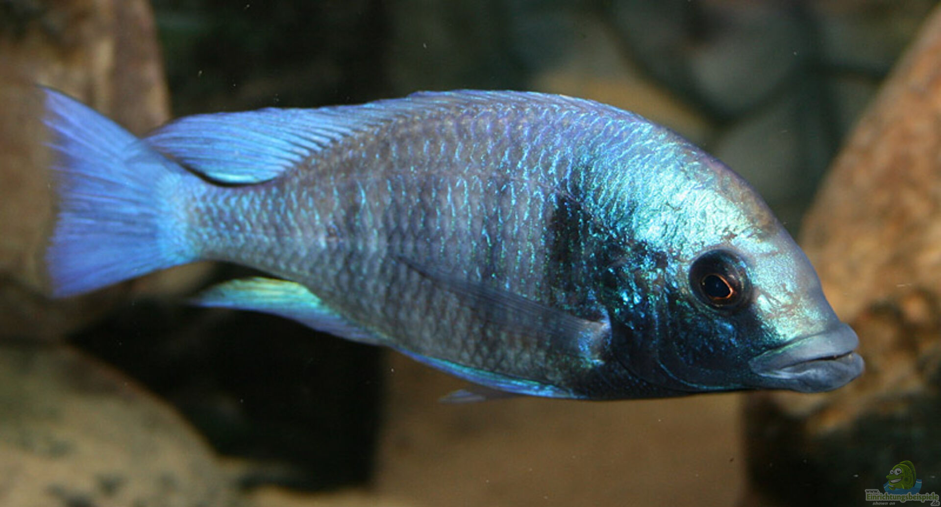 Placidochromis gisseli