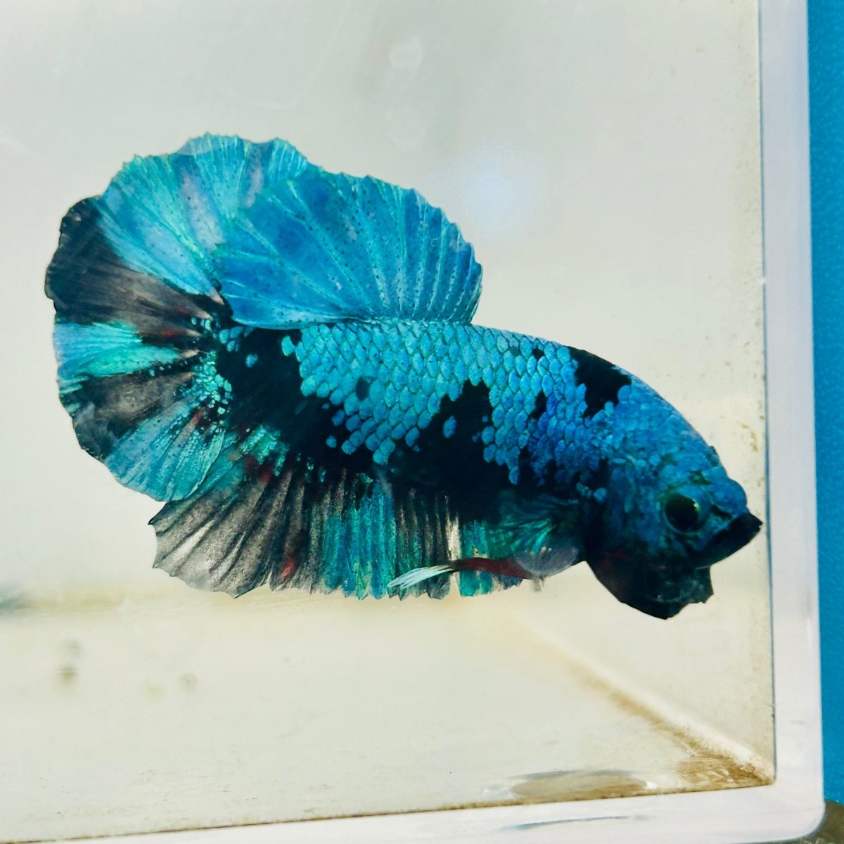 Betta splendens Avatar Plakat Male