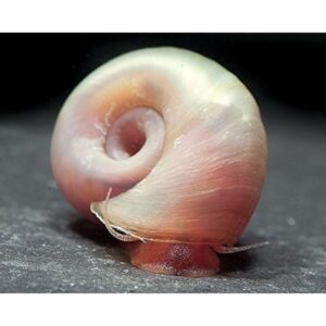 CARACOL PLANORBIS ROSA