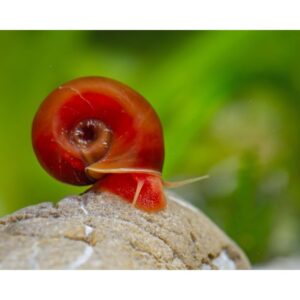 CARACOL PLANORBIS ROJO