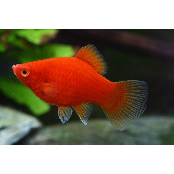 PLATY ROJO CORAL – 3-3,5cm