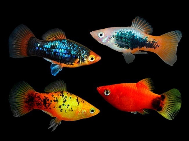 PLATY SURTIDO – 3-3,5cm