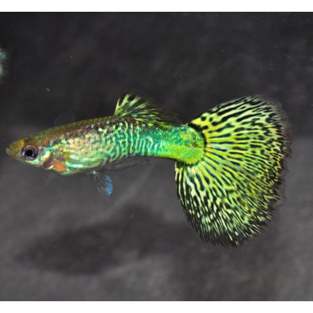 GUPPY MACHO MOSAICO GREEN – 3-3,5cm