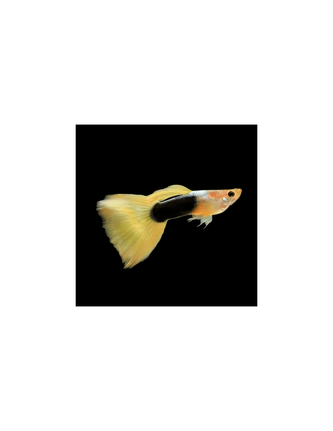 GUPPY TUXEDO BLOND KOI MACHO – 2,5-3cm