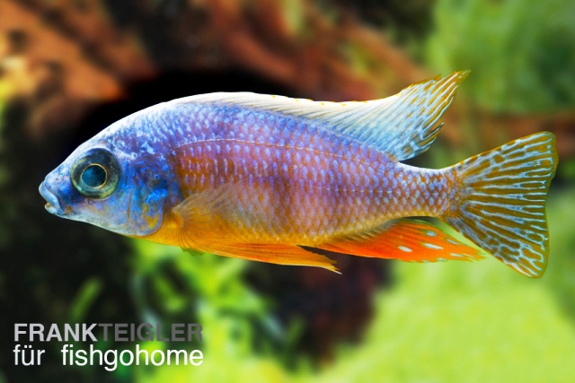 Protomelas sp. "Steveni Taiwan Reef"