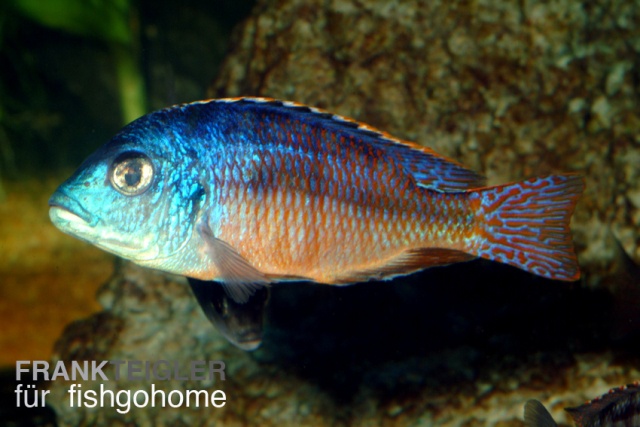 Protomelas taeniolatus