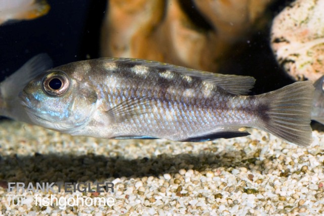 Pseudotropheus crabro