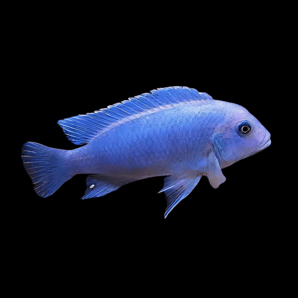 Pseudotropheus zebra BLUE neon