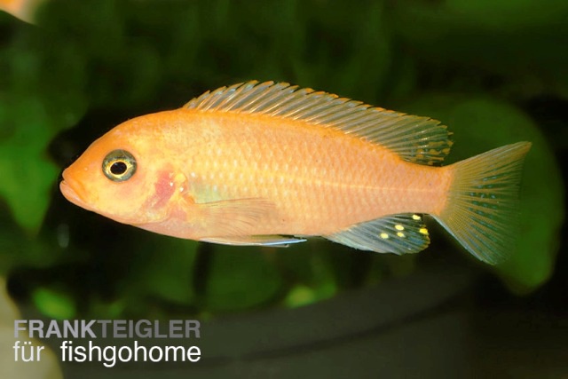 Pseudotropheus zebra RED + RED