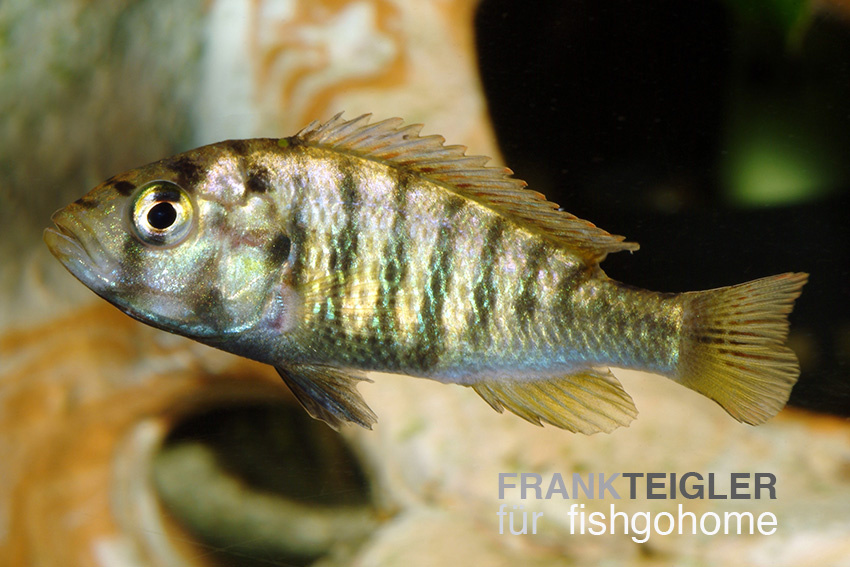 Haplochromis nyerei
