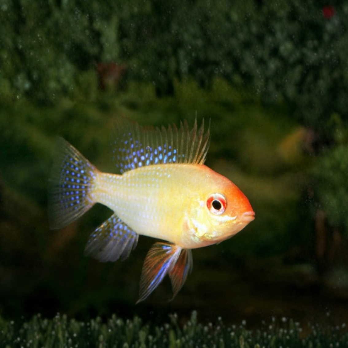 Papiliochromis ramirezi gold l. f.