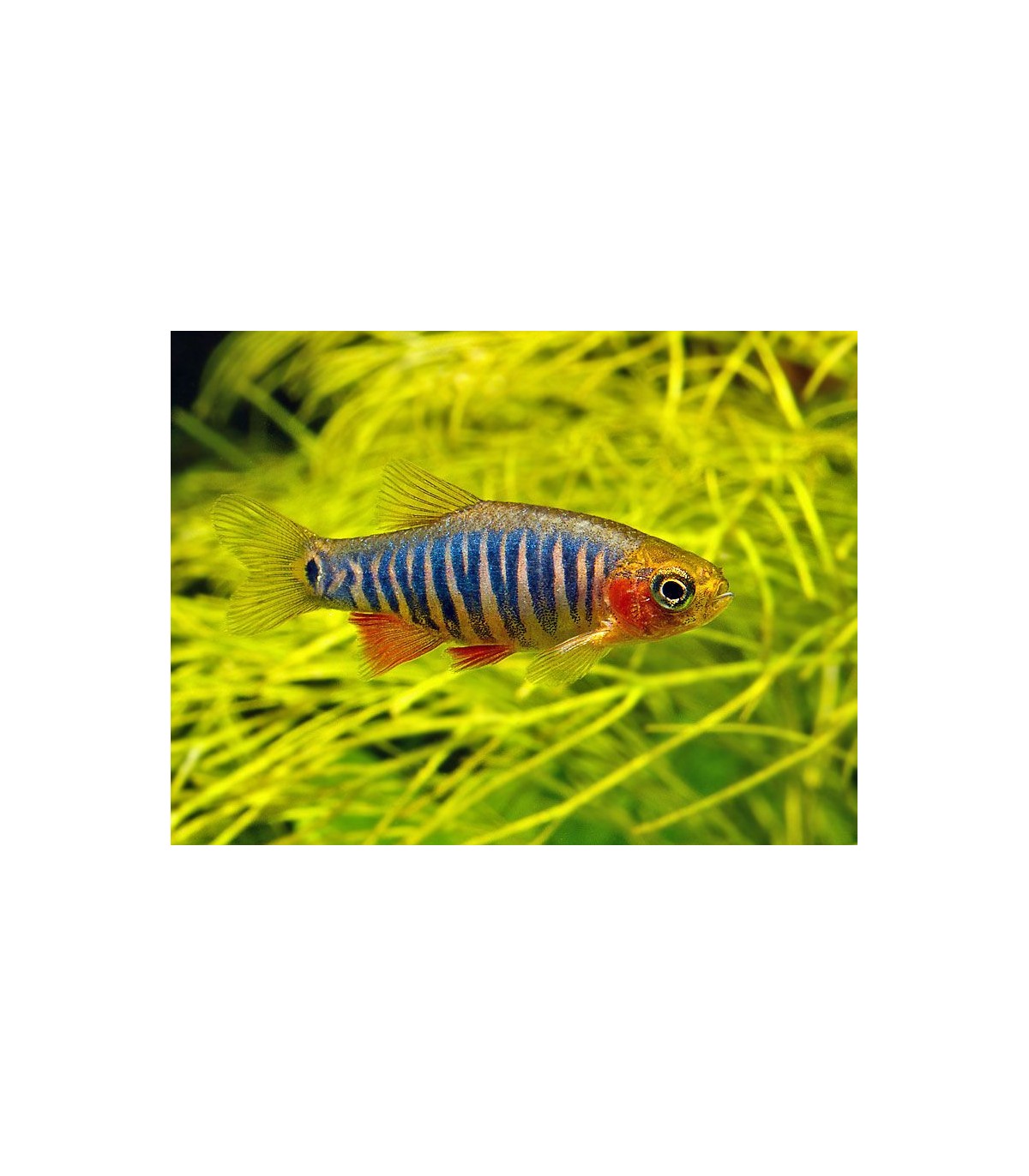 RASBORA ESMERALDA