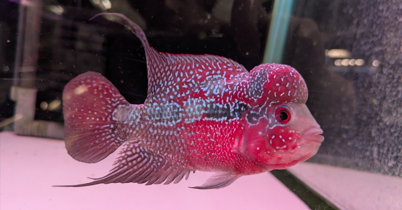Cichlasoma sp. flowerhorn