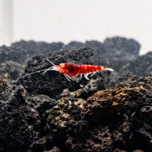 Caridina sp. "Red King Kong Extreme" (Taiwan Bee)