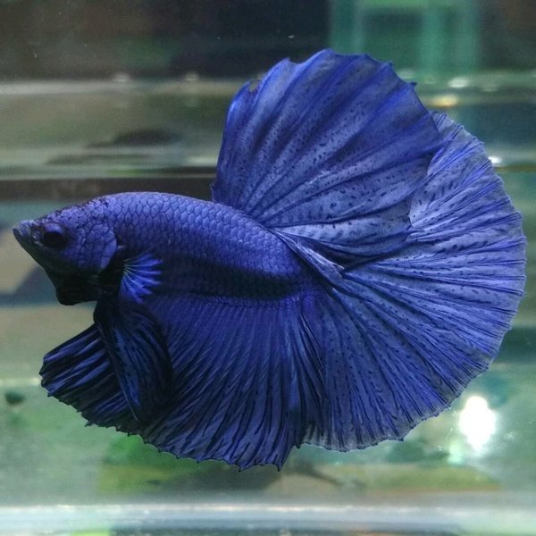 Betta splendens Blue Royal Halfmoon Male