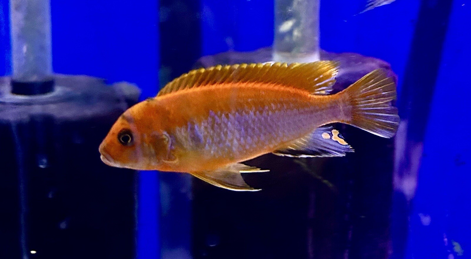Labidochromis sp. "Hongi" "Orange"