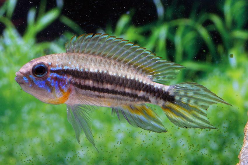 Apistogramma mendezi