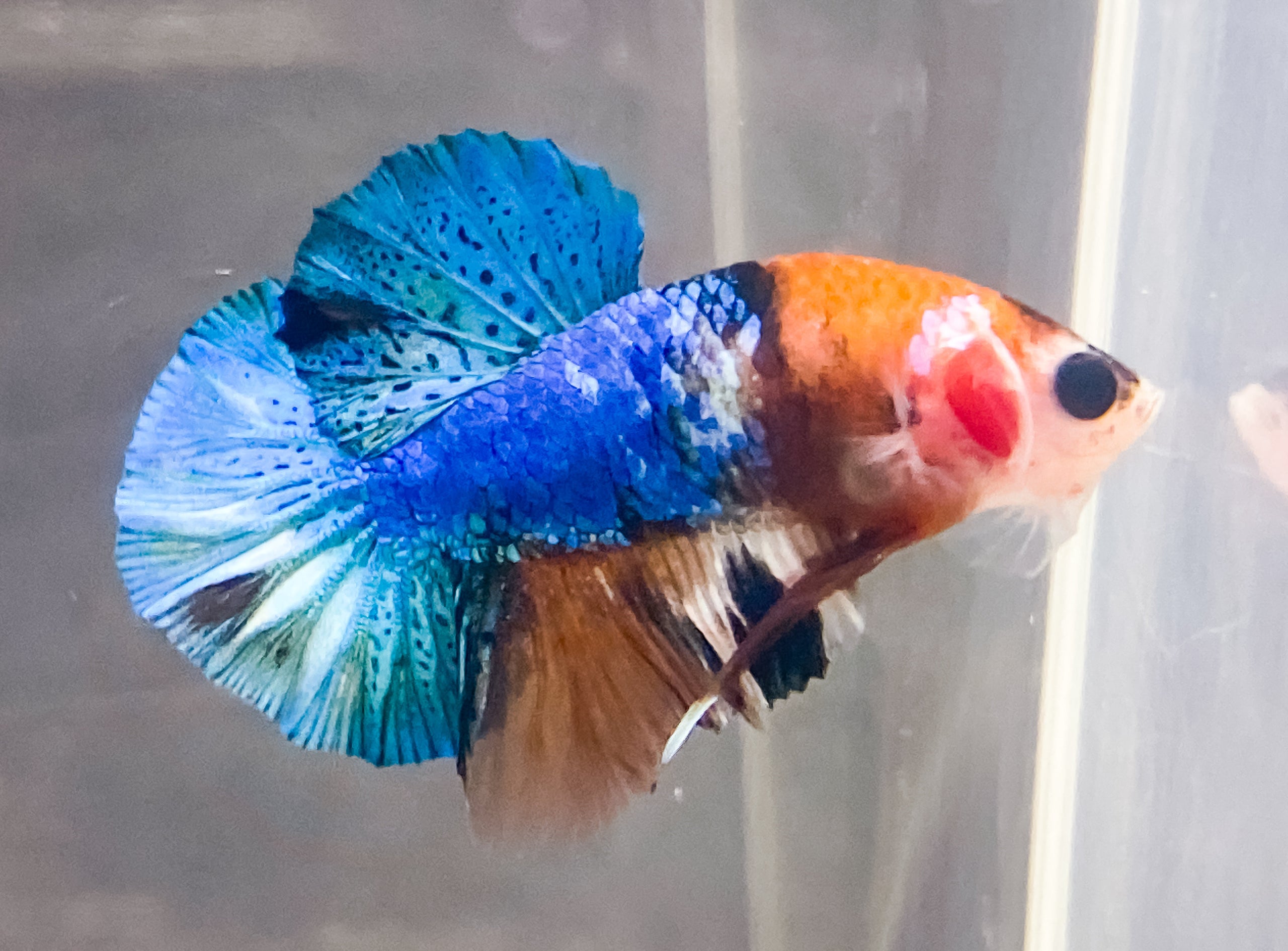 Betta splendens Nemo Halfmoon Male