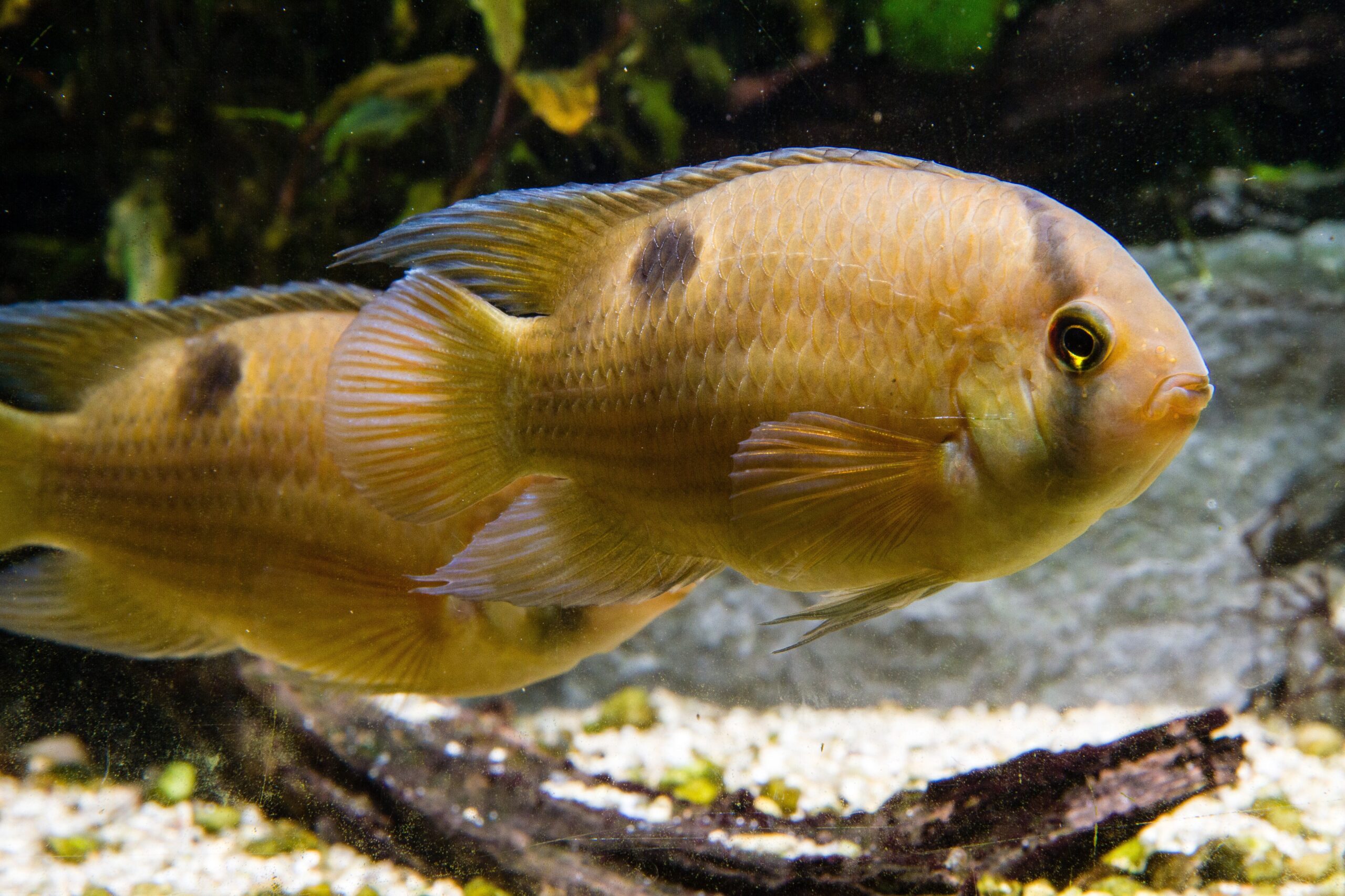 Cichlasoma/amat.nigrofasciata xant (black eye)