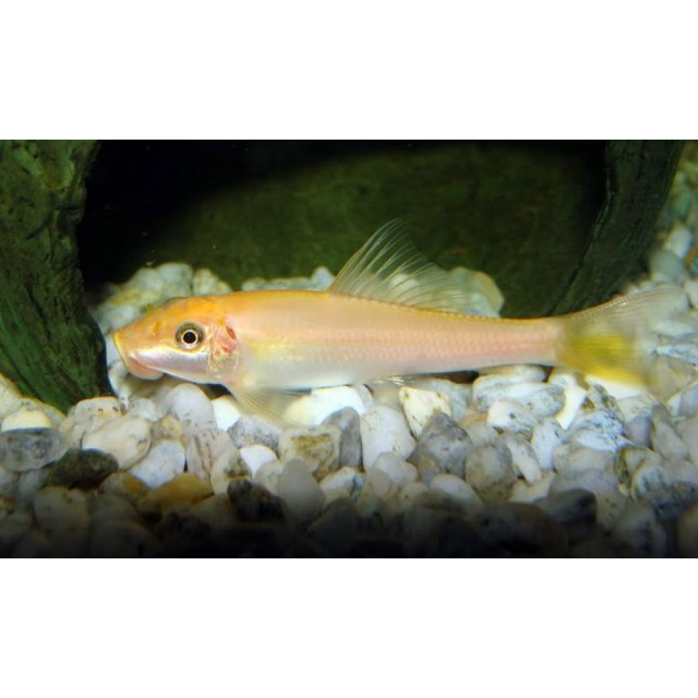 CHUPA ALGAS ORO – 3-4cm