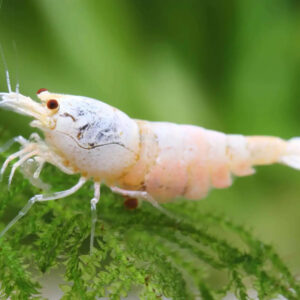 Caridina sp. "White Bee"