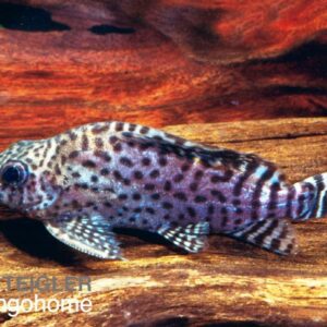 Synodontis eupterus