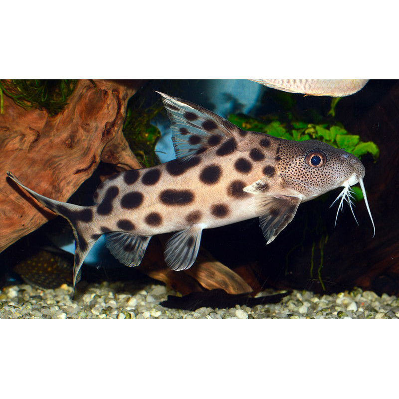 Synodontis ocelifer
