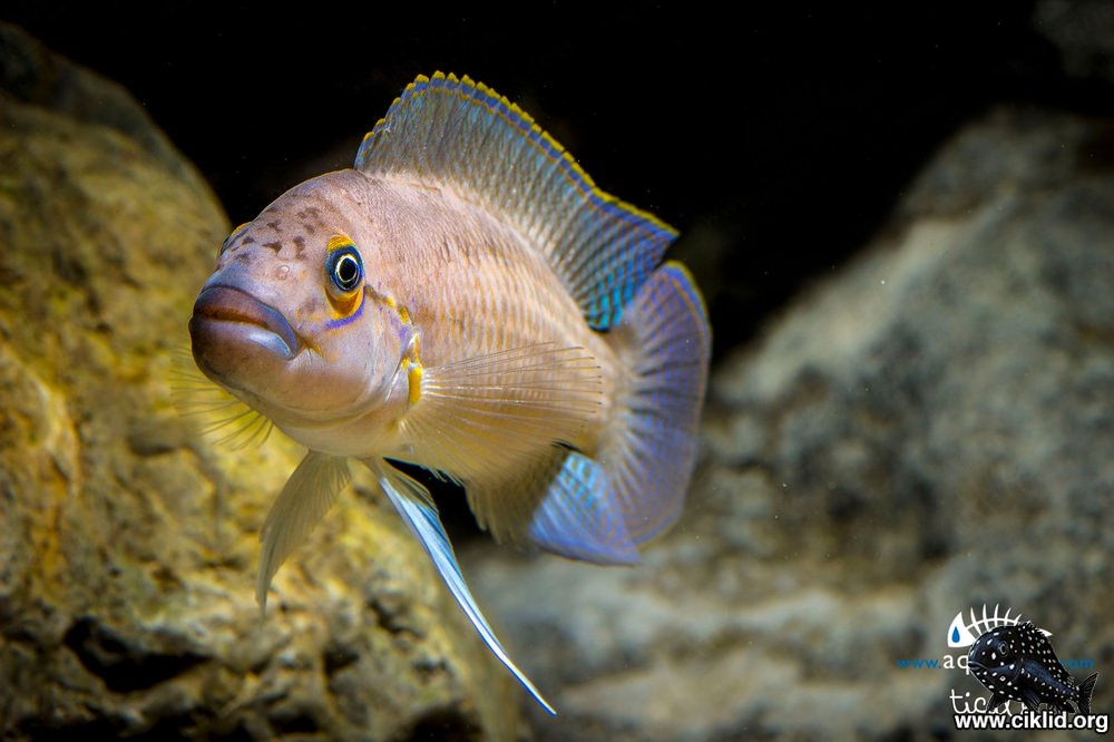 Telmatochromis temporalis