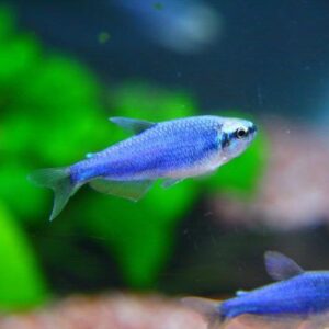 TETRA EMPERADOR SUPER BLUE