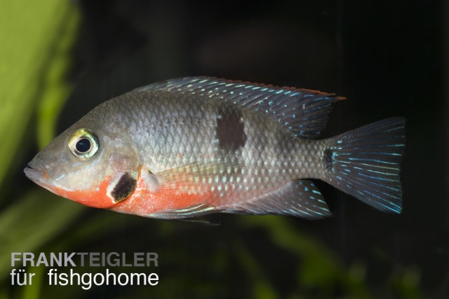 Cichlasoma meeki