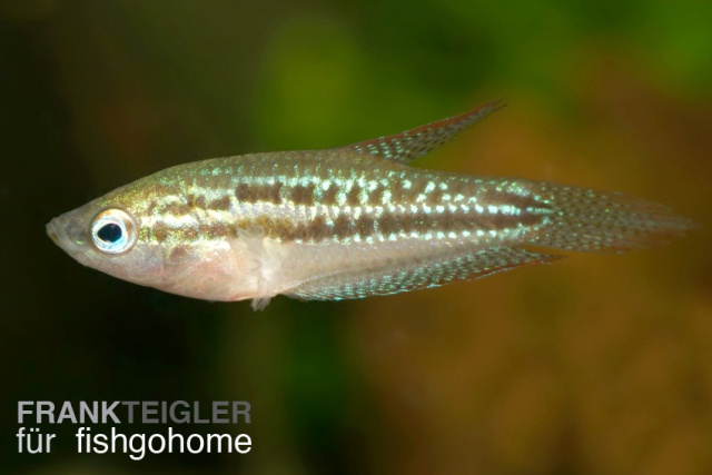 Trichopsis pumila