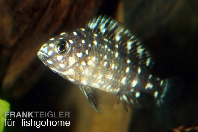 Tropheus duboisi