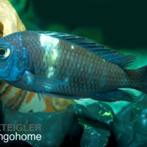 Tropheus duboisi maswa