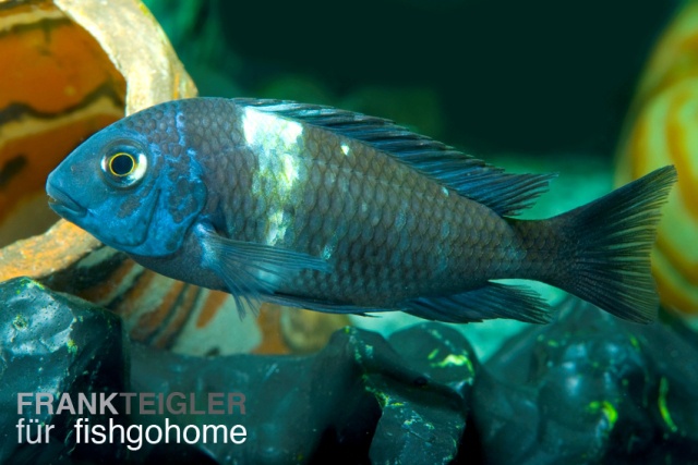 Tropheus duboisi maswa