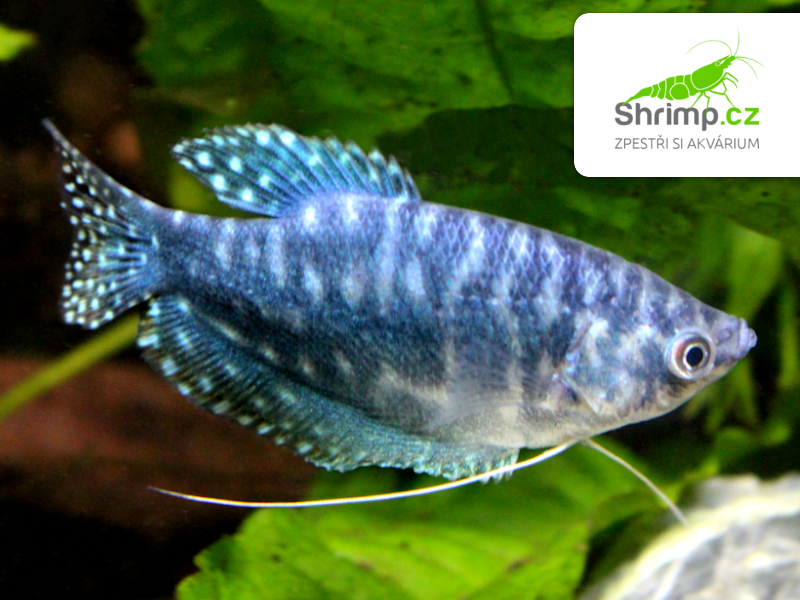 Trichopodus trichopterus Sumatranus