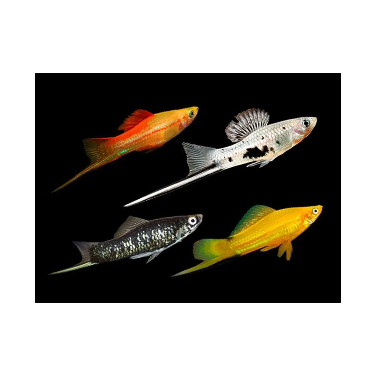 XIPHO SURTIDO – 4-5cm