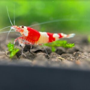 Caridina logemanni "Crystal Red" A/S