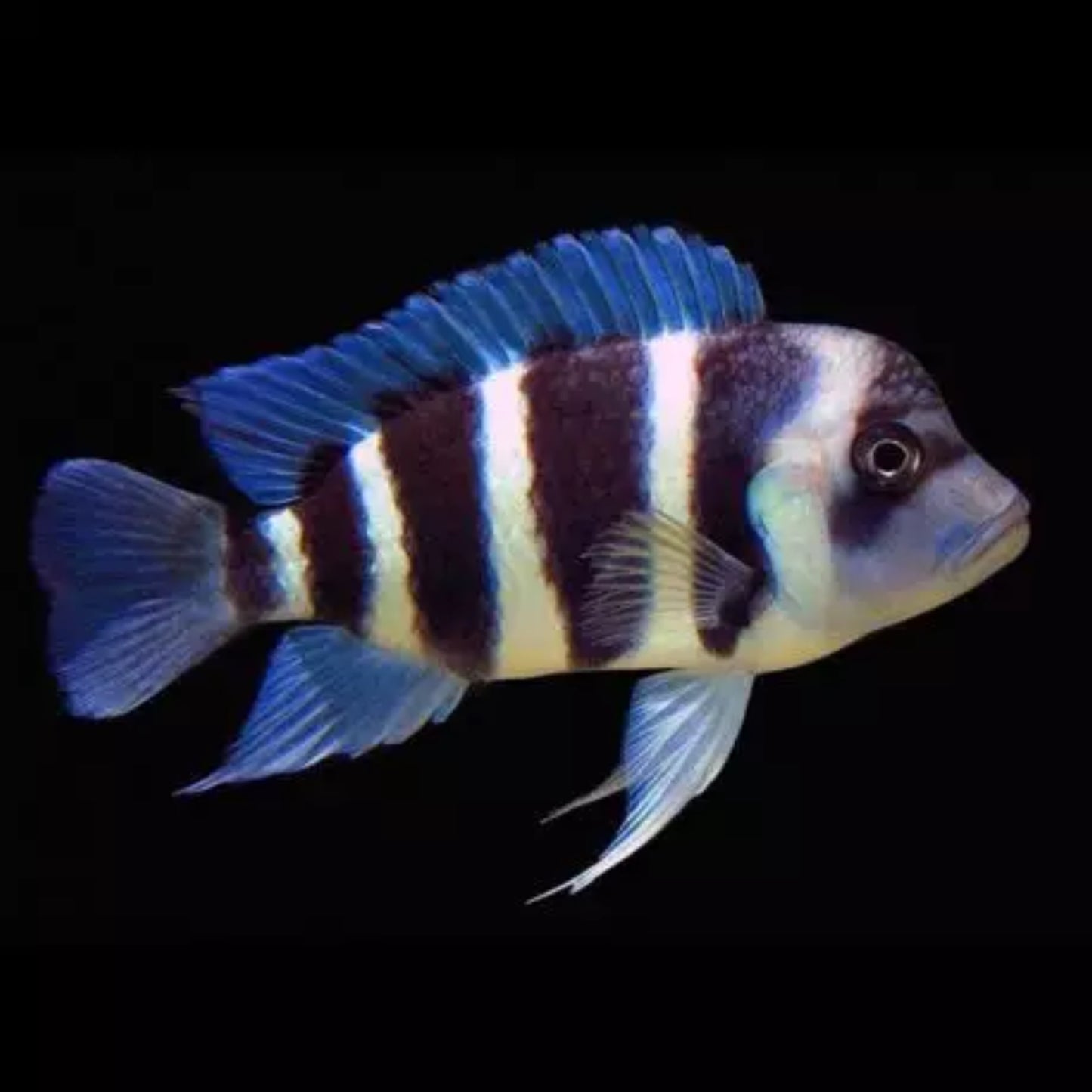Cyphotilapia frontosa kigoma
